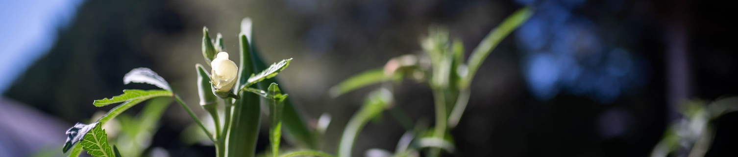 flowers in field