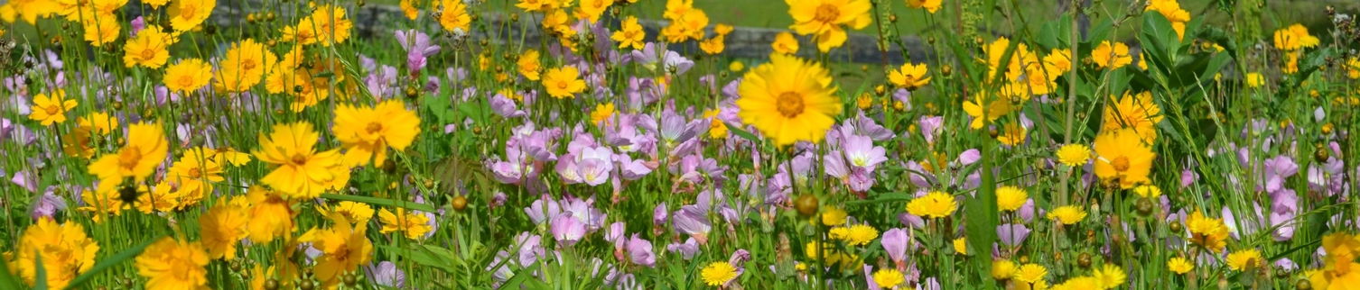 Yellow Flowers